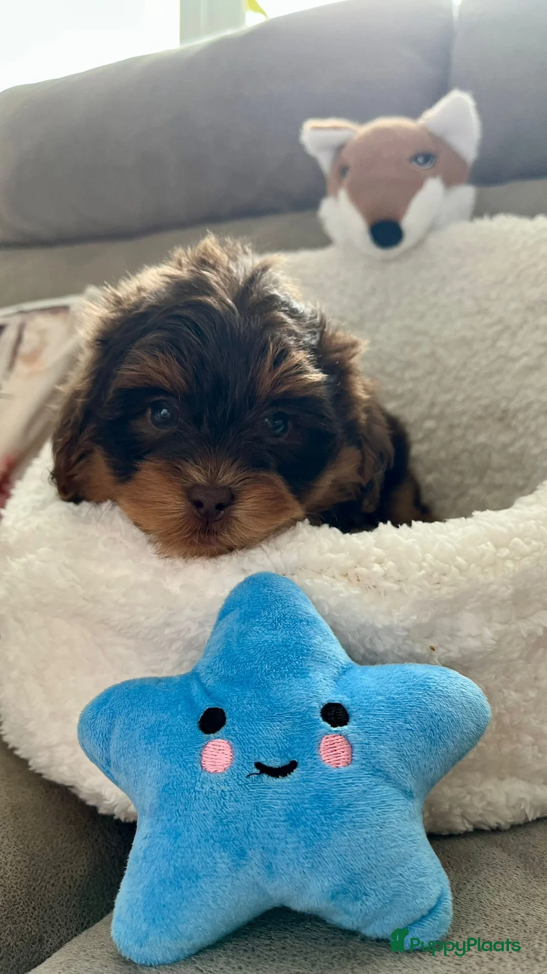 Maltipoo honden te koop: Maltipoopup - Advertentie 2
