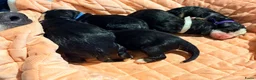 Berner Sennenhond honden te koop: Nest Berner sennens - Advertentie 1