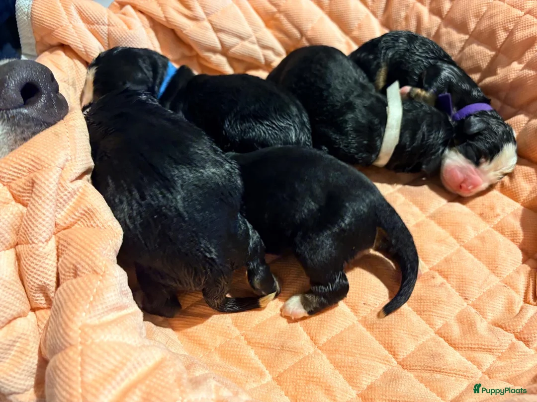 Berner Sennenhond honden te koop: Nest Berner sennens - Advertentie 1