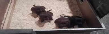 Labrador Retriever 1