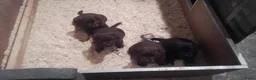 Labrador Retriever honden te koop: Pups labrador retriever - Advertentie 4