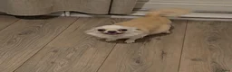 Chihuahua honden te koop: FCI stamboom Chihuahua pups  - Advertentie 5