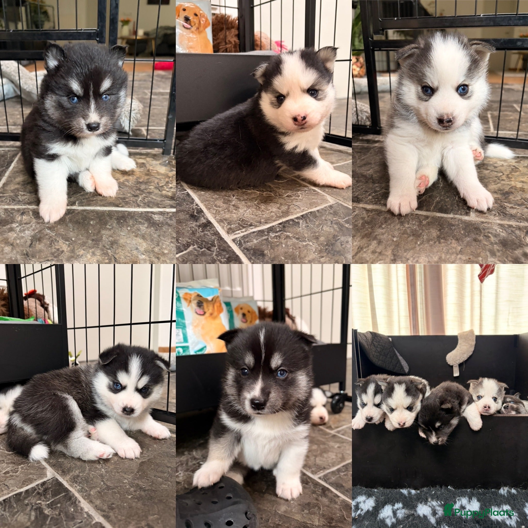 Pomsky honden Pomsky puppy’s  - Advertentie 15