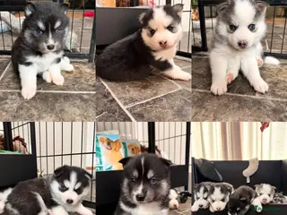 Pomsky honden Pomsky puppy’s - Advertentie 15