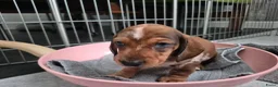 Teckel (korthaar)  honden te koop: Dwerg teckel pups - Advertentie 31