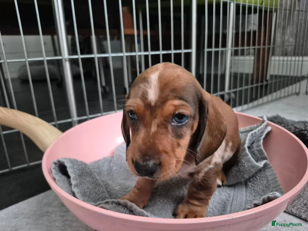 Teckel (korthaar)  honden te koop: Dwerg teckel pups - Advertentie 31