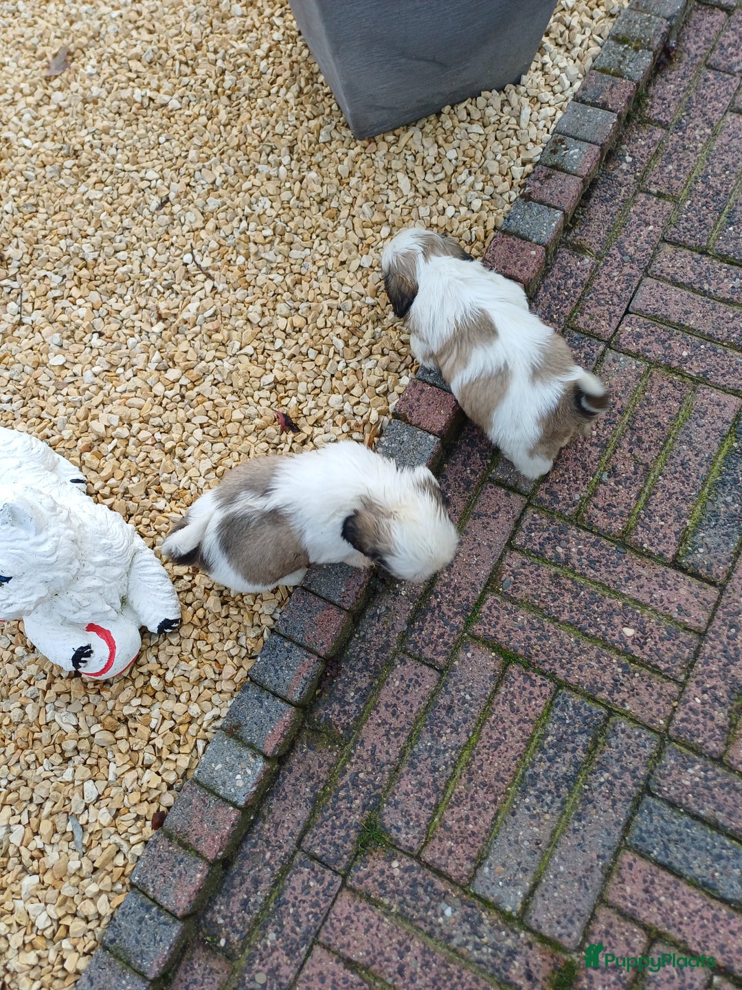 Shih Tzu honden te koop: leuke lieve ras zuiver shih tzu pups - Advertentie 24