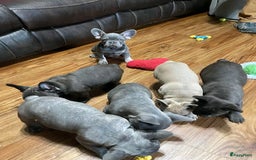 Franse Bulldog honden ter adoptie: Franse bulldog-puppy's ter adoptie - Afbeelding 6