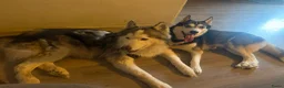 Siberische Husky honden te koop: Lieve Siberische puppies - Advertentie 8