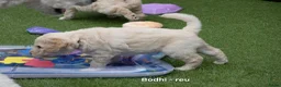 Labradoodle honden te koop: Poedel outcross pups | DNA-geteste ouderdieren - Advertentie 13