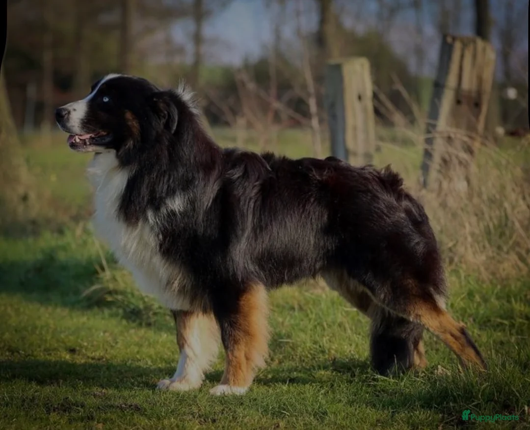 Australian Shepherd honden te koop: Australian shepherd pups  - Advertentie 11