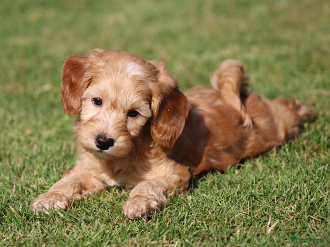 Maltipoo honden te koop: Knappe Maltipoo pups. - Advertentie 1