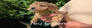 Reu groen