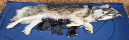 Kruising honden te koop: Pomsky x shiba inu (1/4) pups - Advertentie 7