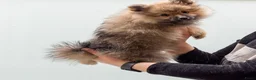 Kruising honden te koop: 4 Prachtige Keeshond/Pomeriaan pups (Oranje-Sabel) in Den Haag - Advertentie 19