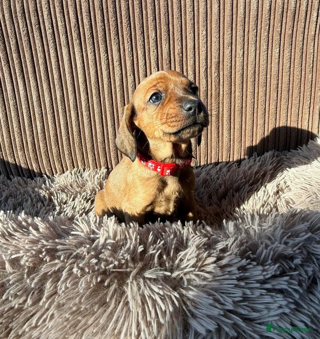 Teckel (korthaar)  honden te koop: Teckel pups - Advertentie 10