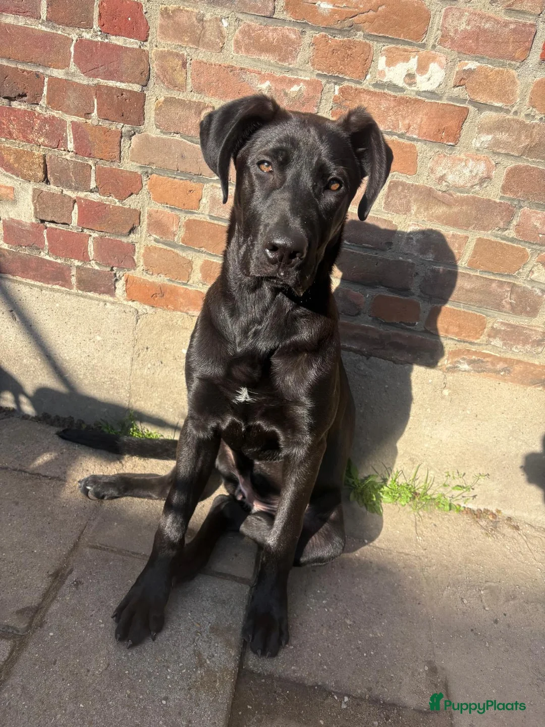 Kruising honden ter adoptie: Duitse dog / Duitse herder  in Roosendaal - Advertentie 2