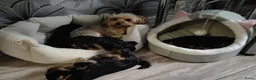 Yorkshire Terriër honden te koop: Yorkshire Terriër pup in Alkmaar - Advertentie 4