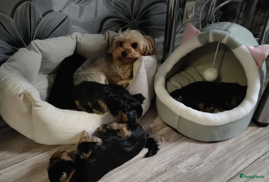 Yorkshire Terriër honden te koop: Yorkshire Terriër pup in Alkmaar - Advertentie 4