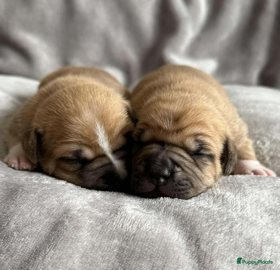 American Staffordshire Terriër honden te koop: American staffordshire terriër pups met stamboom - Advertentie 10