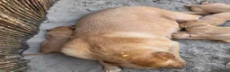 Labrador Retriever honden te koop: Super leuke labrador pups! - Advertentie 17