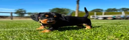Ruwhaar Teckel honden te koop: Kaninchen Dwergteckel Ruwhaar met stamboom - Advertentie 9