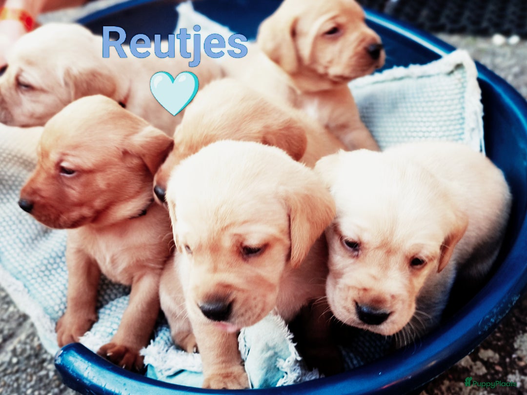 Labrador Retriever honden te koop: RED FOX/BLONDE LABRADORS  GELEGENHEIDS NESTJE ♥️ - Afbeelding 1