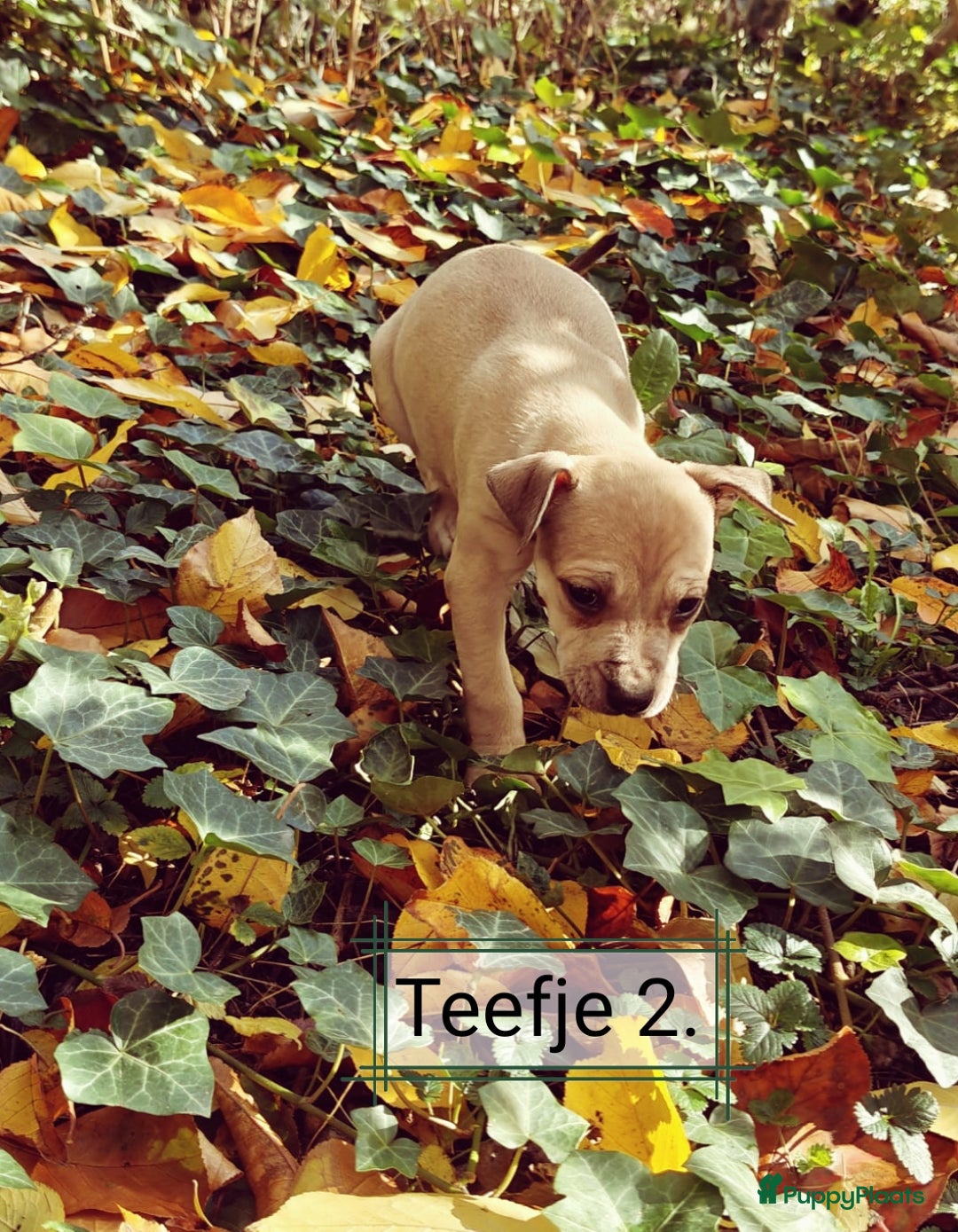 American Staffordshire Terriër honden te koop: Amerikaanse stafford pups  - Advertentie 3