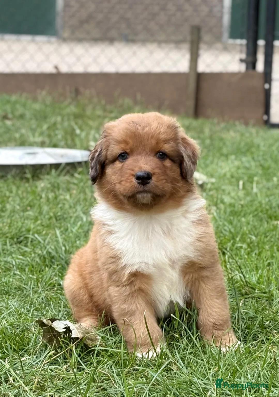 Kruising honden te koop: Nova scotia duck tolling x Australian shepherd pup - Advertentie 1