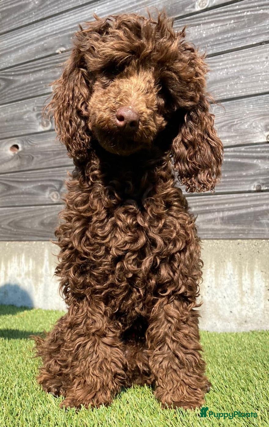 Poedel Toy honden bruin, klein toypoedel dekreutje met drachtecho - Advertentie 1