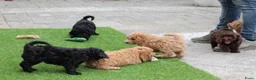 Aussiedoodle honden te koop: werd doodle pups beschikbaar  - Advertentie 5