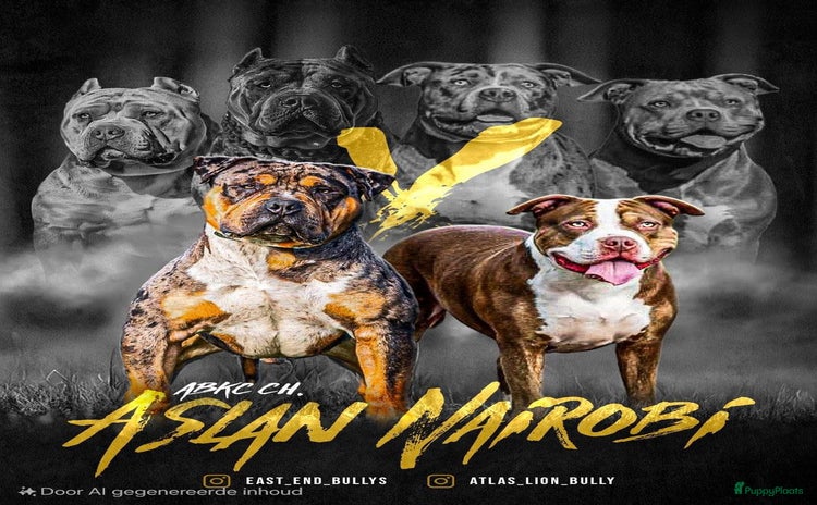 Amerikaanse Bully honden - Advertentie 1