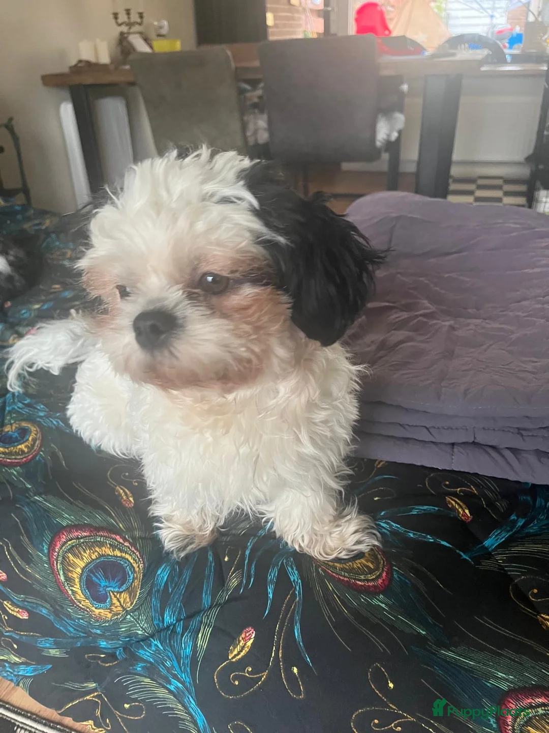 Kruising honden te koop: Boomerpups zoeken baasje - Advertentie 1