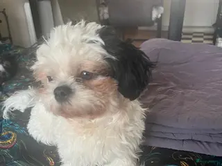 Kruising honden Boomerpups zoeken baasje - Advertentie 5