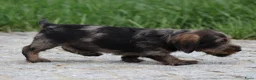 Ruwhaar Teckel honden te koop: Teckel pups ruwhaar - Advertentie 18