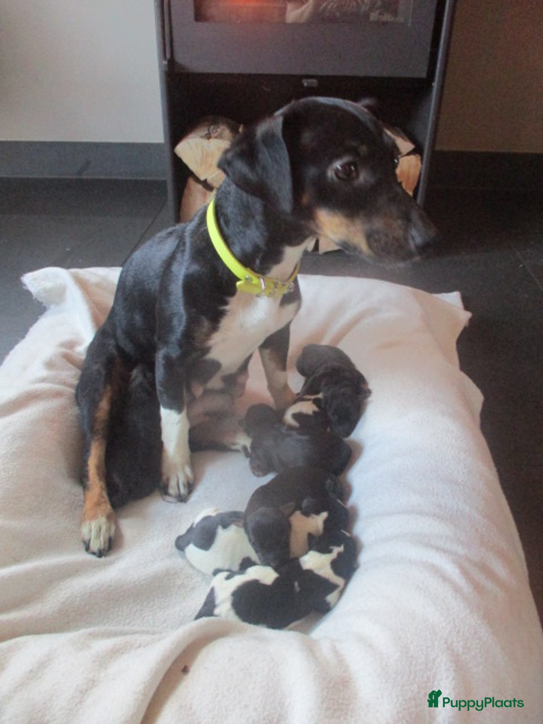 Jack Russel Terriër honden te koop: Jack  russel pups zoeken lief huis! nog 4 pups! - Advertentie 22