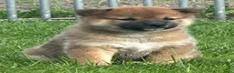 Shiba honden te koop: Bijzondere Shiba inu puppies - Advertentie 6