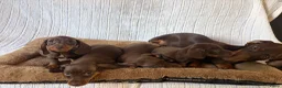 Teckel (korthaar)  honden te koop: Dwerg bruin tan teckel pupjes. - Advertentie 9