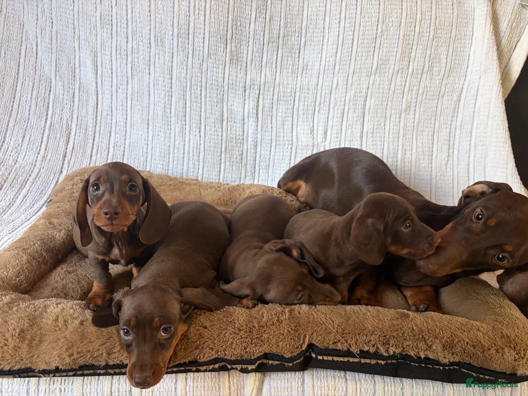 Teckel (korthaar)  honden te koop: Dwerg bruin tan teckel pupjes. - Advertentie 9