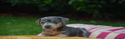 Jack Russel Terriër honden te koop: lieve pups zoeken een nieuw huisje - Advertentie 27
