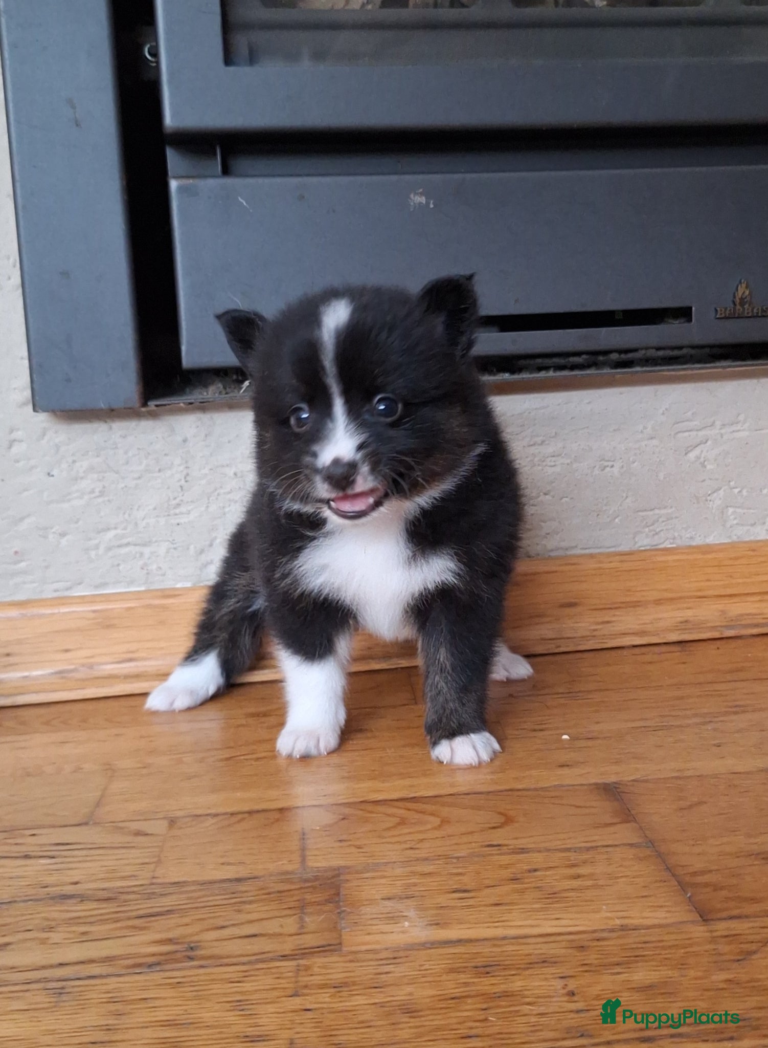 Pomsky honden te koop: Twix 💙 F1b pomsky reu - Advertentie 2