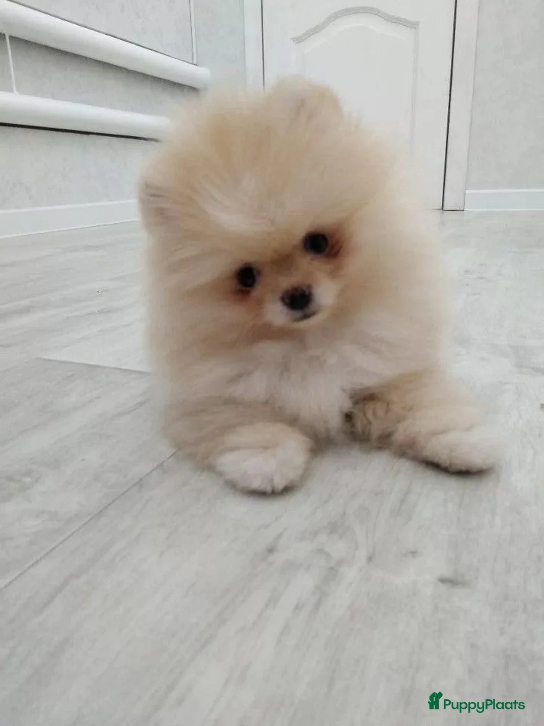 Pomeriaan honden te koop: Schattige Mini Pomeriaan pups  - Advertentie 4