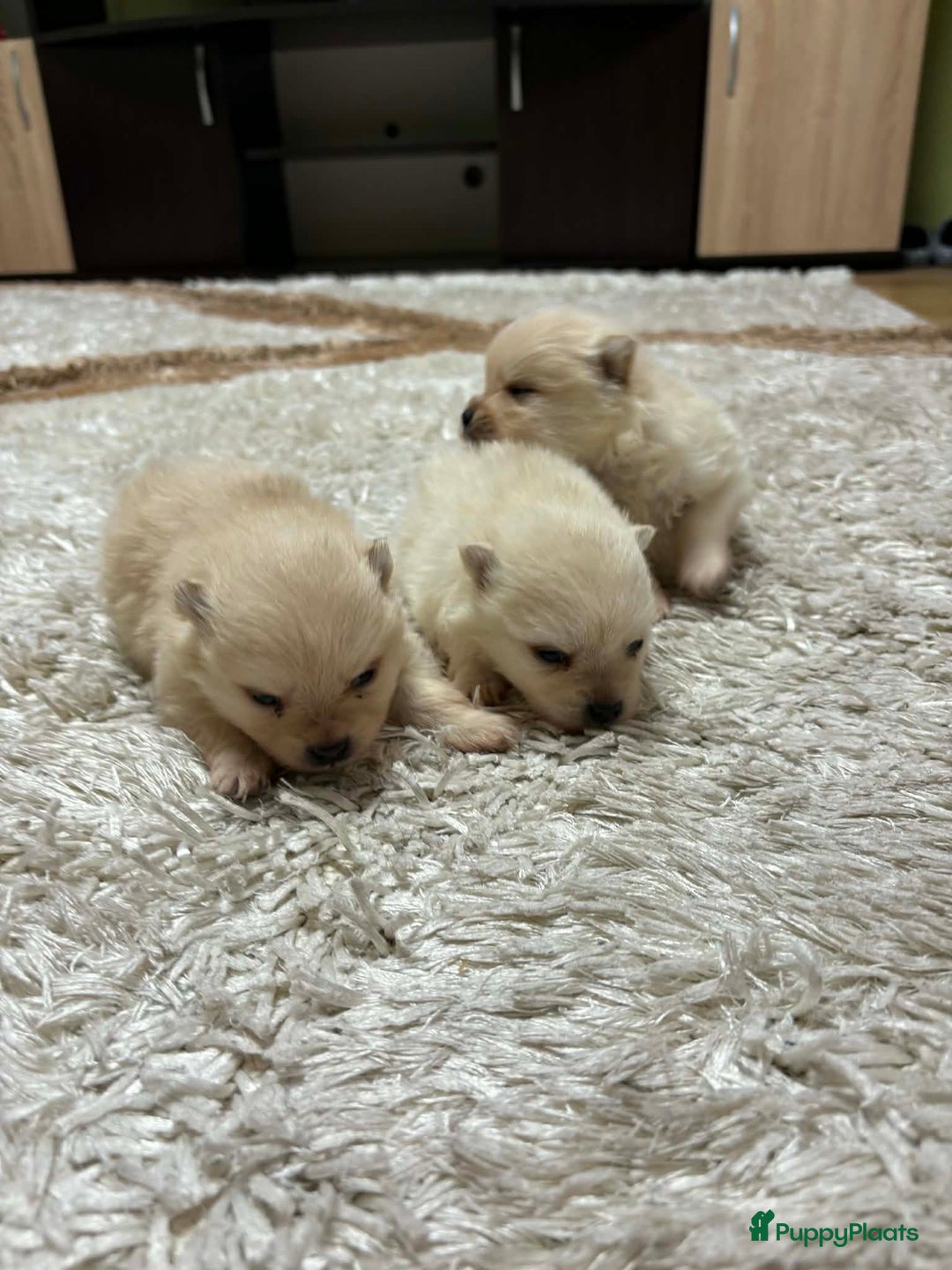 Pomeriaan honden te koop: Pomeriaan puppy’s  - Advertentie 2