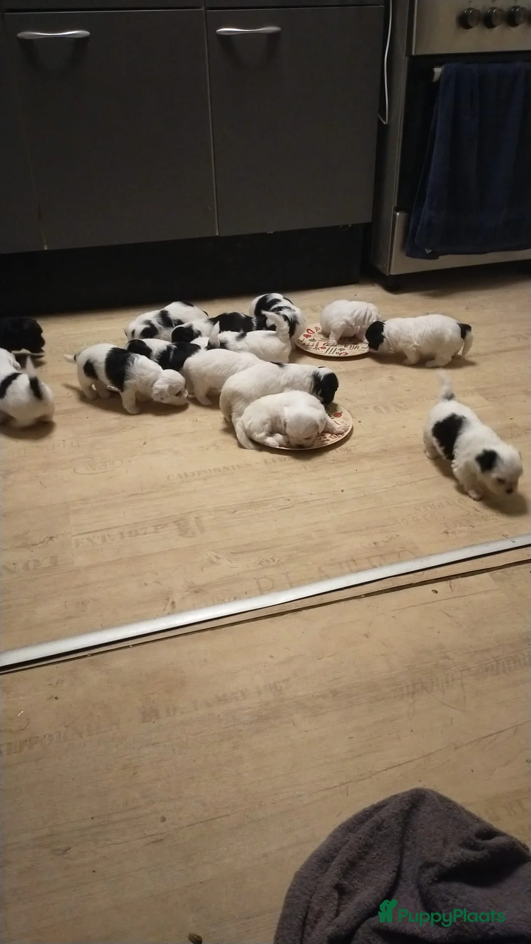 Kruising honden te koop: Mijn eerste nestje - Advertentie 17