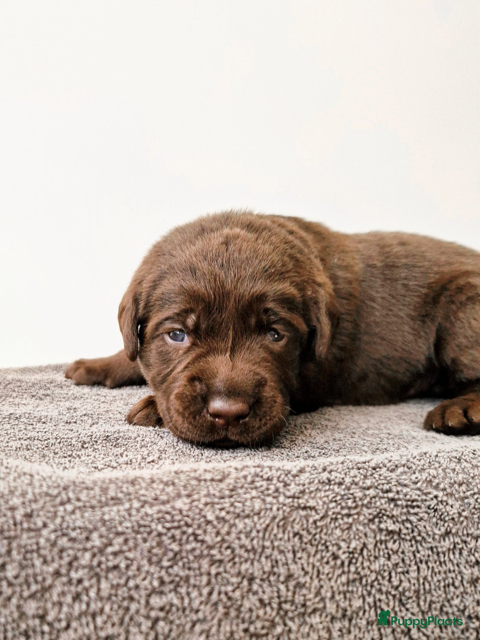 Labrador Retriever honden Nog 1 bruin Labrador teefje beschikbaar! - Advertentie 7