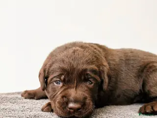 Labrador Retriever honden Nog 1 bruin Labrador teefje beschikbaar! - Advertentie 7