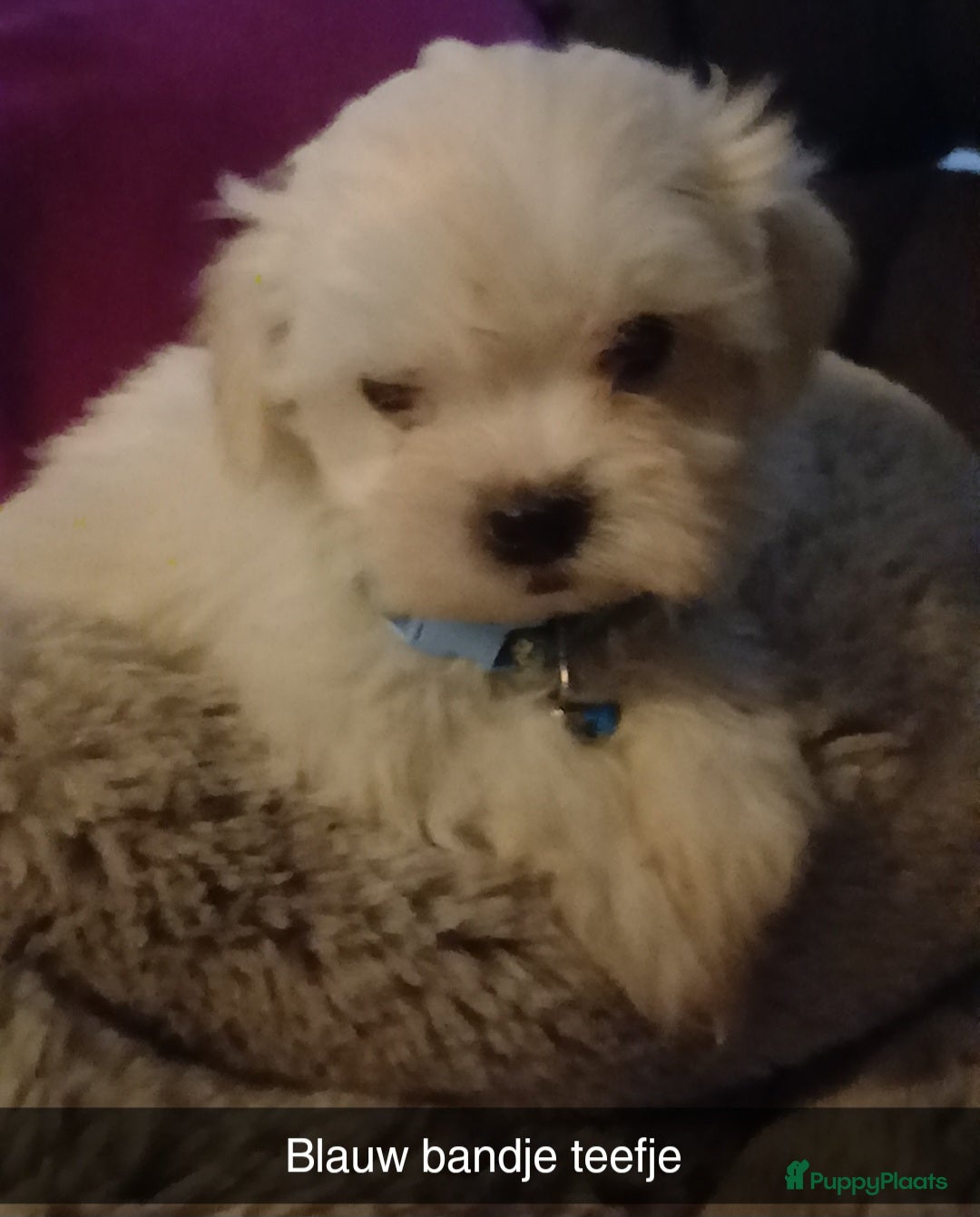 Boomer honden Prachtige boomer pups mogen nestje verlaten !! - Advertentie 2