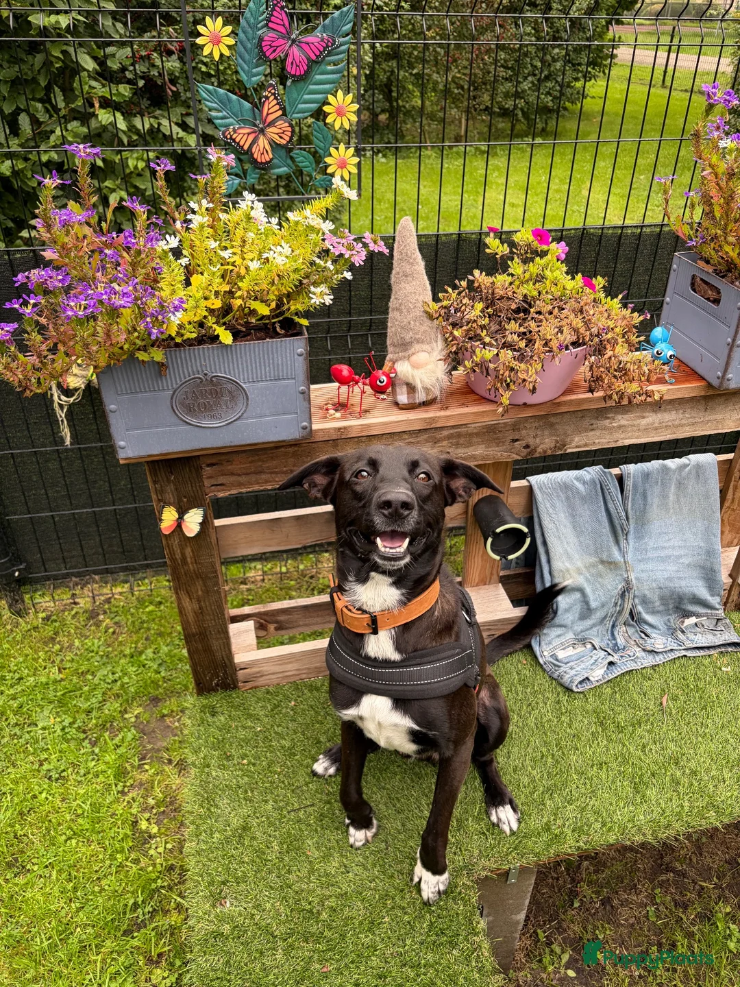 Kruising honden te koop: Lieve Rumi zoekt een maatje 🐾  - Advertentie 2