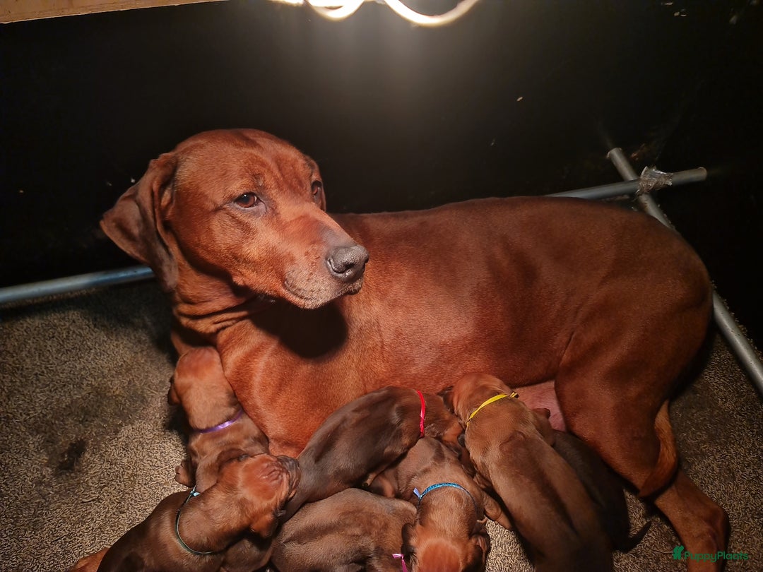 Rhodesian Ridgeback honden te koop: Rhodesian Ridgeback pups  - Advertentie 8
