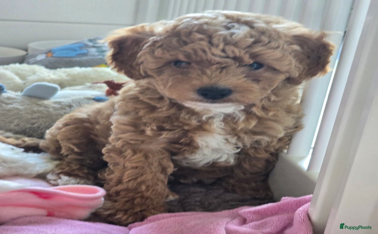 Maltipoo honden - Advertentie 2